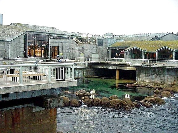 monterey, Aquarium, Meer