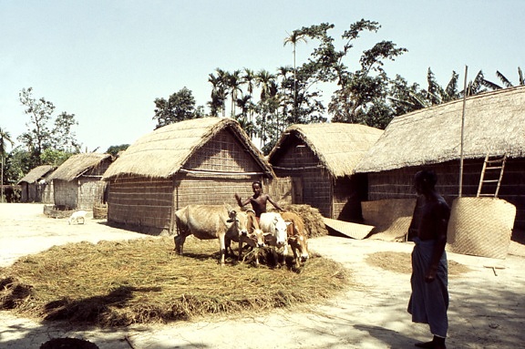 dorp, scène, straten, kleine, town, Bangladesh, jongen, koeien