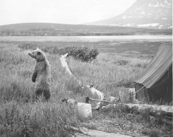 beruang, kamp, tua, fotografi