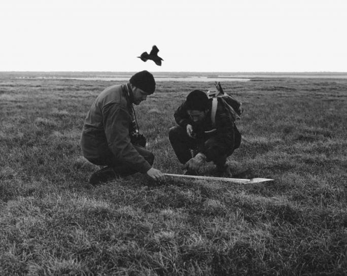 fotografía en blanco y negro, de medición, pájaro, jerarquía