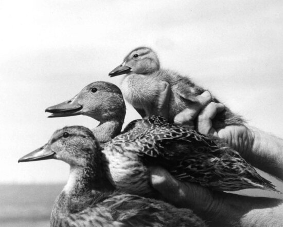 ducks, birds, vintage, animal, photo
