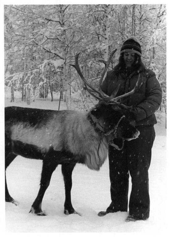 female, holds, tame, reindeer