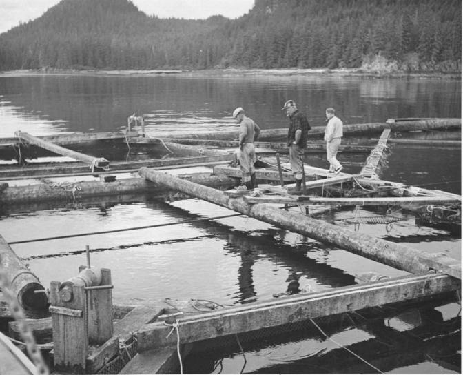 floating, fish, trap, constructed, stripped, logs, lumber