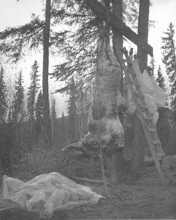 hanging, bison, carcass, vintage, photo