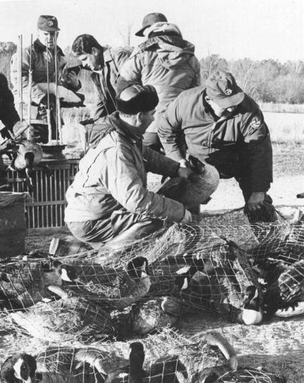 historical, photo, people, goose, banding, operation
