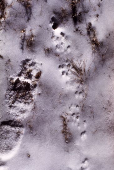 small, mouse, tracks, snow