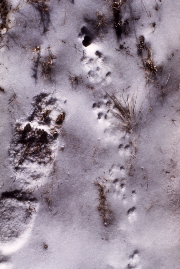 kleine, muis, tracks, sneeuw