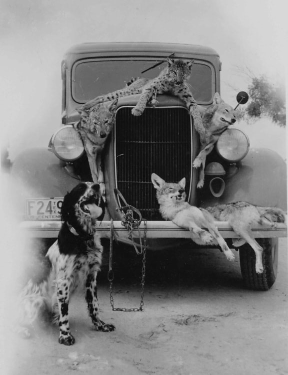 hunting, catch, old, vintage, photography
