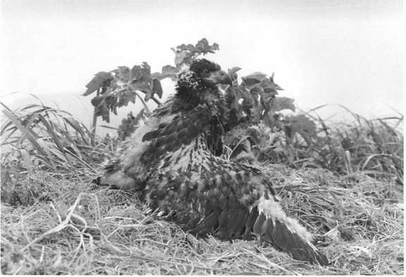 immaturo, pulcino, calvo, aquila, nido, fotografia in bianco e nero, haliaeetus leucocephalus