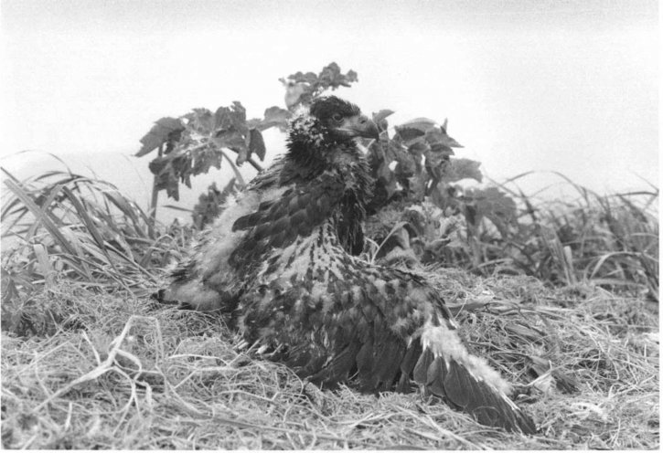 незрели, пиле, плешив, орел, гнездо, черно-бяла фотография, haliaeetus leucocephalus