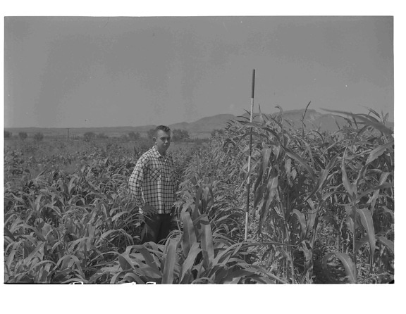 man, standing, experimental, field, old, photo