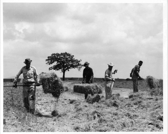 men, work, together, farm, field, haying, operation