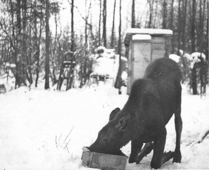 Moose, teliat, jalovíc, sneh