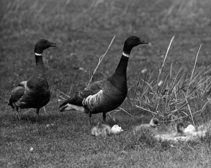 pair, black, brant, hatched, goslings