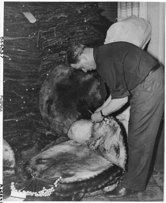 sealing, beaver, skins, old, photo