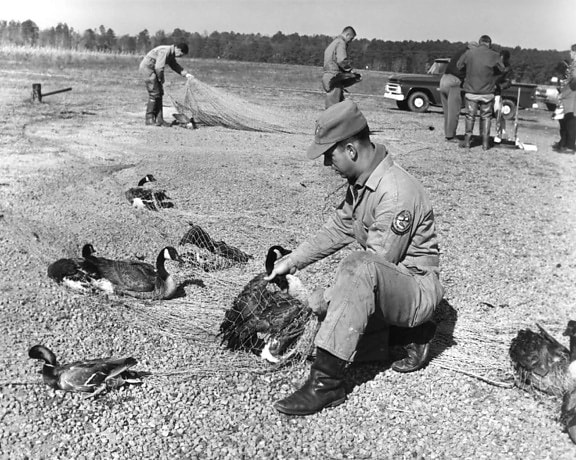 trapping, banding, waterfowl, vintage, animal, photo