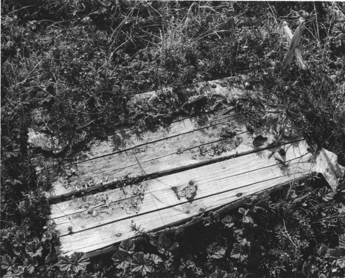 vintage, photo, exsposed, wooden, coffin, cross