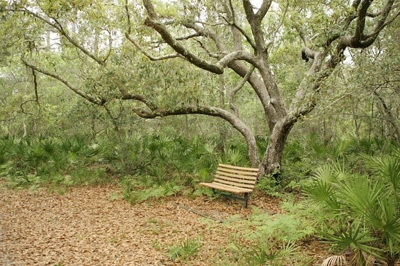 bench, resting, forest
