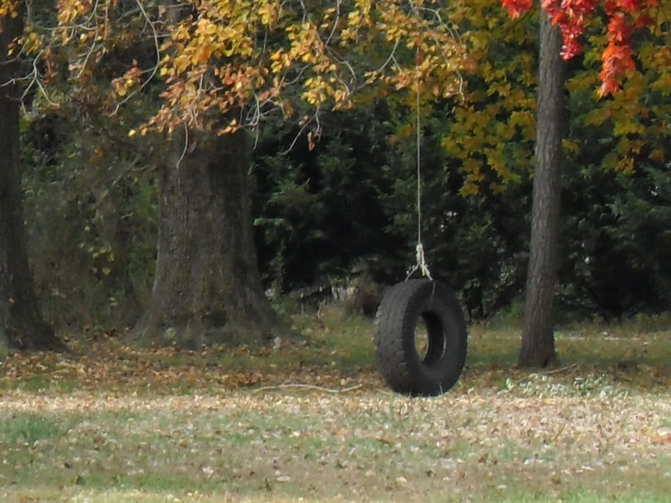 tire, swing, few, colors, leaves