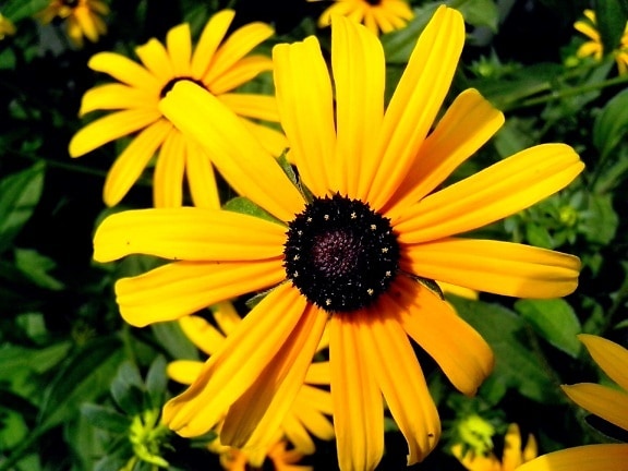 bright, yellow flower, petals, background