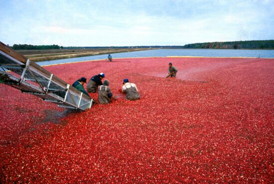 cranberry, harvest, Jersey