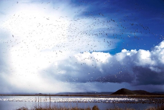 flock, waterfowl, birds, lake, air