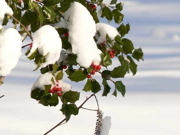 holly, berries, snow