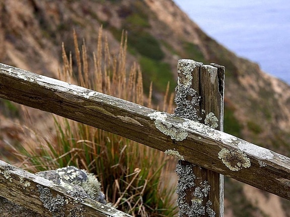 moss, lichen, old, fence, ocean