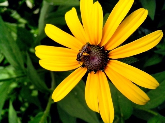 single, big, yellow flower