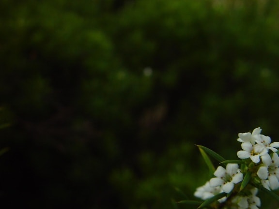 small, white flowers, bottom, dark, background