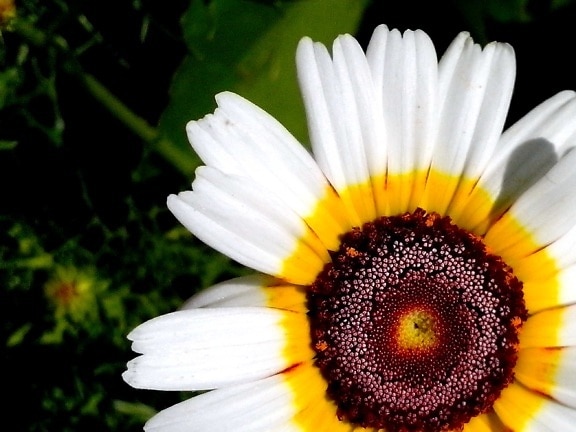 vit blomma, bakgrund